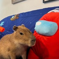 i_love_capybaras